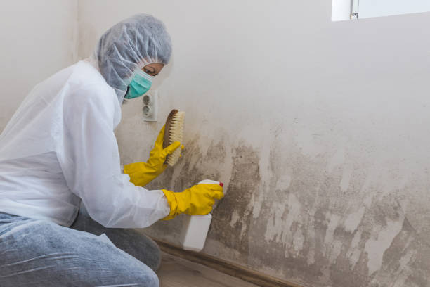 Best Attic Mold Removal  in Cedaredge, CO